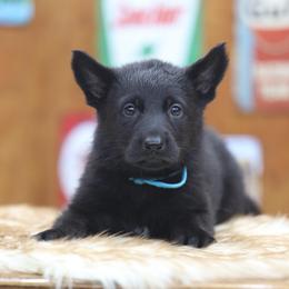 Othala - Black female German Shepherd puppy in Philippi, West Virginia from Vom Haus Highlands