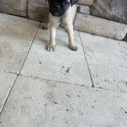 Boy 1 - Fawn male Pug puppy in Brooksville, Florida from Windsorsprings