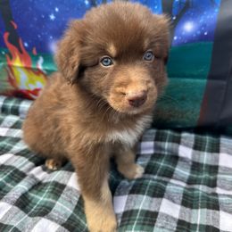 Timber - Green Collar - Red tri-color male Australian Shepherd puppy in San Marcos, California from Faith Family Freedom Farm