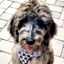 Labradoodles from AZ Blue Sky Dogs