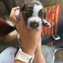 Venom - Brown and gray male Wirehaired Pointing Griffon puppy in Grangeville, Idaho from Happy Hollow Griffons