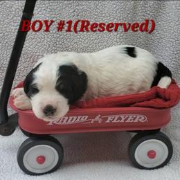 Boy 1 - Black and white male Bernedoodle puppy in Ball Ground, Georgia from Foothills Family Doodles