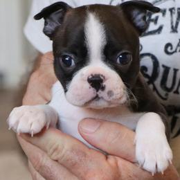 Zola - Black brindle and white female Boston Terrier puppy in Winnsboro, Texas from JP Ranch Bulldogs