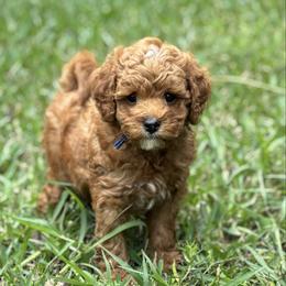 Baron - Red  male Goldendoodle puppy in Wharton, Texas from Little Fur Friends