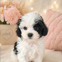 Talia - Black and white female Cockapoo puppy in Ellensburg, Washington from Dawn to Dusk Cockapoos