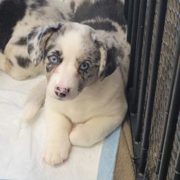 Cardigan Welsh Corgi and Dachshund Puppies from The Corgdachsunds