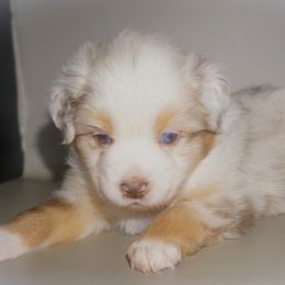 Miniature Australian Shepherd Puppies from Southern with Grace Mini Aussies