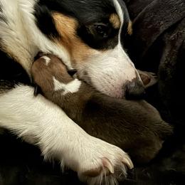Pembroke Welsh Corgi puppies from C4 Corgis and Chaos