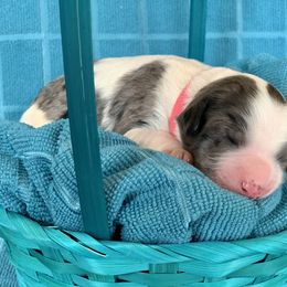 Aussiedoodle Puppies from Sunshine Aussiedoodles Idaho