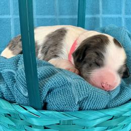 Aussiedoodle Puppies from Sunshine Aussiedoodles Idaho