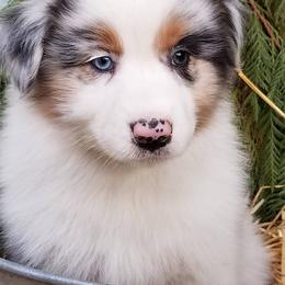 Australian Shepherd Puppies from Tuscany Acres Aussies