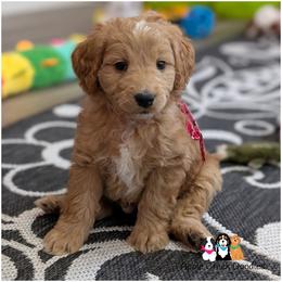 Harry - - Apricot male Goldendoodle puppy in Jeddo, Michigan from Apple Creek Doodles