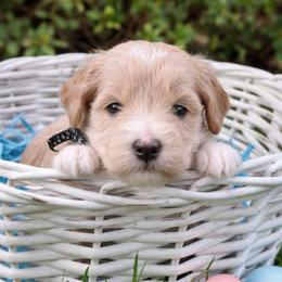 Duke - Apricot male Goldendoodle puppy in Hendersonville, Tennessee from Ben's Best Buddy Goldendoodles