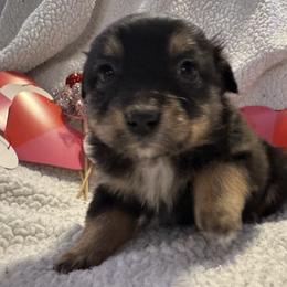 Holly - Black tri female Toy Australian Shepherd puppy in Morganfield, Kentucky from 4T Toy and Mini Australian Shepherds