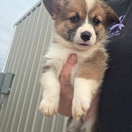 Red boy - Sable male American Corgi puppy in Odessa, Missouri from LOYAL T K9's CORGIS