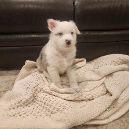 Flynn - Blue merle male Australian Shepherd puppy in Lititz, Pennsylvania from Skyview Aussies