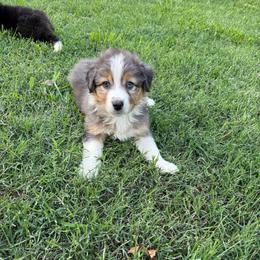 Stevie - Blue merle male Australian Shepherd puppy in Martinsville, Virginia from KT’s Aussies