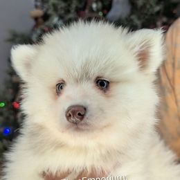 Tinsel - 2000 - Silver and white male Pomsky puppy in Spring Hill, Florida from www.PuppyTimeEmporium.com