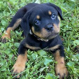 Rottweilers from Von Raven Haus Rottweilers