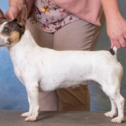 Pepper - Teddy Roosevelt Terrier