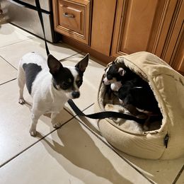 Chihuahua Puppies from Chihuahua Mama