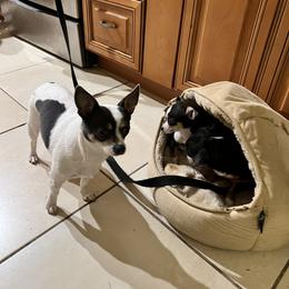 Chihuahua Puppies from Chihuahua Mama