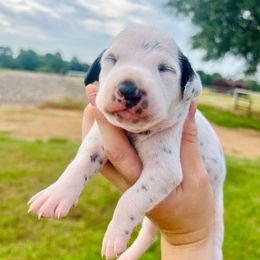 Demi - White and black female Dalmatian puppy in Mt. Vernon, Texas from Double B