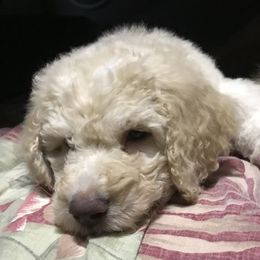 Goldendoodle Puppies from First Mountain Doodles
