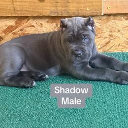Shadow - Gray male Cane Corso puppy in Waxahachie, Texas from A&M Kennels