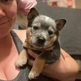 Australian Cattle Dog Puppies from DoReMi ACDs