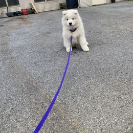 Samoyed Puppies from Sweet T's