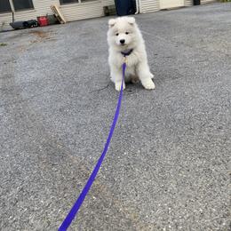 Samoyed Puppies from Sweet T's