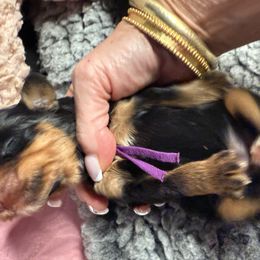 Mirra Andreeva - Phantom female Bernedoodle puppy in Curtice, Ohio from The Pink Doghouse