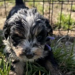 Aussiedoodles, Goldendoodles, and Labradoodles from Haaspawz