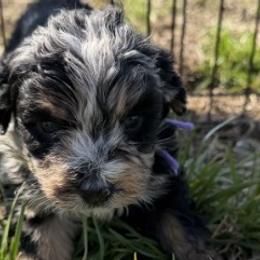 Aussiedoodles, Goldendoodles, and Labradoodles from Haaspawz