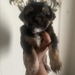 HOMER 2000 - Black and tan male Yorkipoo puppy in Gastonia, North Carolina from Precious pups dynasty kennel