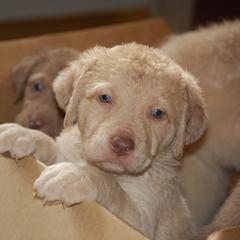 Chesapeake Bay Retriever Puppies from Pond Hollow Chesapeakes