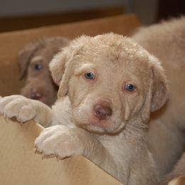 Chesapeake Bay Retriever Puppies from Pond Hollow Chesapeakes