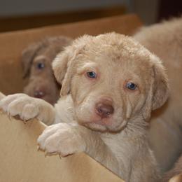 Chesapeake Bay Retriever Puppies from Pond Hollow Chesapeakes