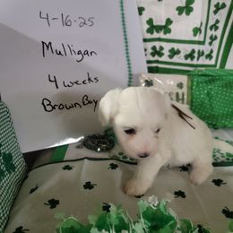 Boy 2 - Coton de Tulear puppy in Middletown, Ohio from Carousel Cotons