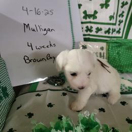 Boy 2 - Coton de Tulear puppy in Middletown, Ohio from Carousel Cotons