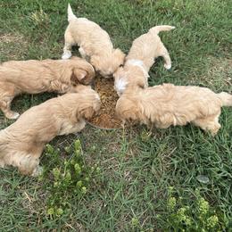 Maltipoo Puppies from Christy Mashore