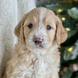 Goldendoodle Puppies from Cane Creek Goldendoodles