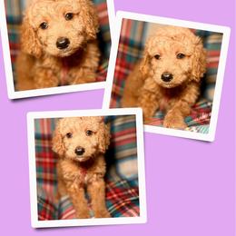 Carmel - Apricot female Goldendoodle puppy in Bluefield, Virginia from Love on a Leash