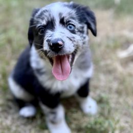 Nutmeg - Blue merle male Miniature American Shepherd puppy in Brush Prairie, Washington from Hillside haven Farms