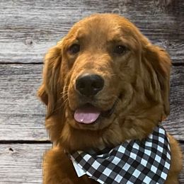 Knox - Golden Retriever