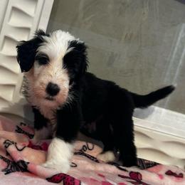 MUFFIN - Black and white female Sheepadoodle puppy in Riverside, California from Downtown Doodles & Frenchies