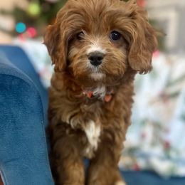 Orange Female - Red female Cavapoo puppy in Gilbert, Arizona from Azbernedoodlepuppies
