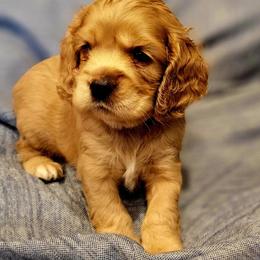 Boy 1 - Red male Cocker Spaniel puppy in Roanoke, West Virginia from Blackberry Farm Cockers