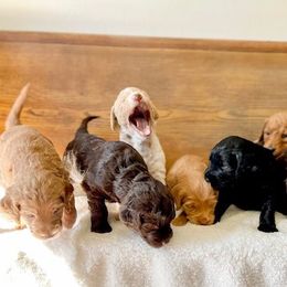 Double Doodle and Labradoodle Puppies from Magnolia & Finn Doodles